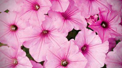 Supertunia 'Vista Bubblegum' guma balonowa Supertunia 'Vista Bubblegum' guma balonowa