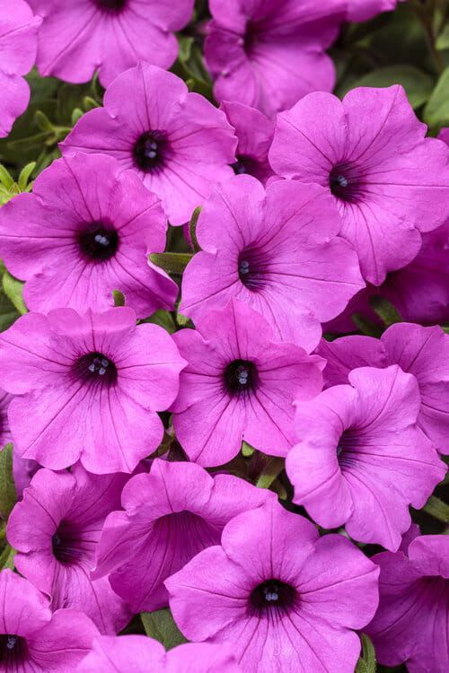 Supertunia 'Vista Jazzberry'