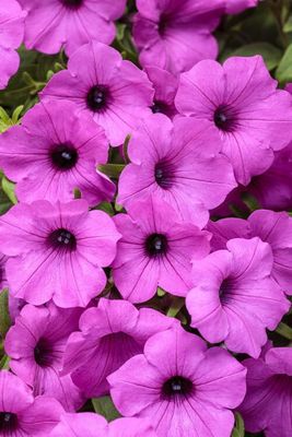 Supertunia 'Vista Jazzberry' Supertunia 'Vista Jazzberry'