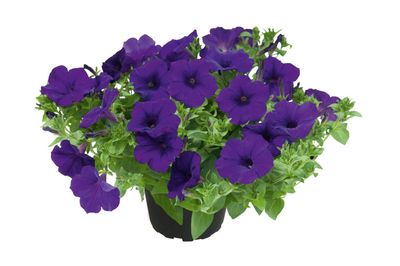 Petunia zwisająca niebieska Kuyamba Lilac Blue Petunia hybrida