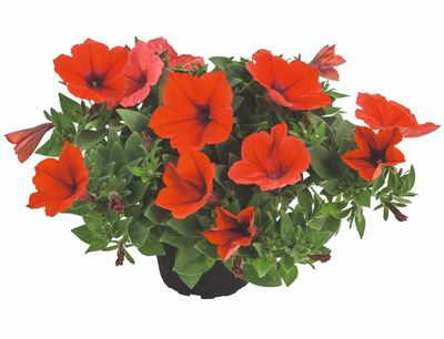 Petunia zwisająca 'Kuyamba Red' Petunia hybrida