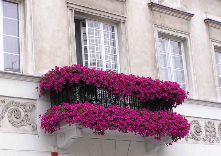 Petunia zwisająca mocny róż Kuyamba Purple