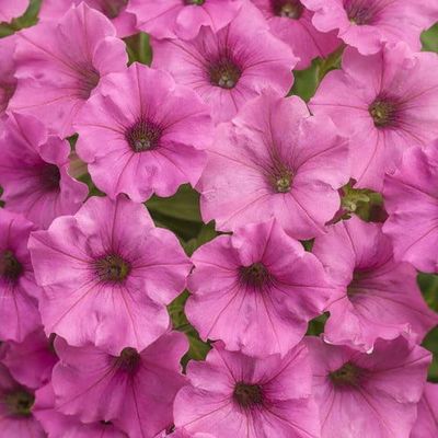 Supertunia MINI VISTA Hot Pink Supertunia MINI VISTA Hot Pink