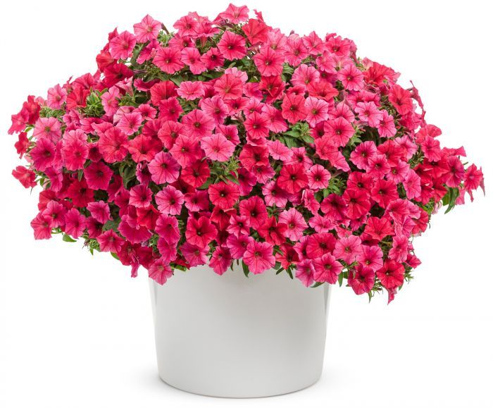Supertunia 'Vista Paradise'
