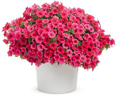 Supertunia 'Vista Paradise'