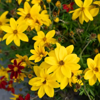 Bidens 'Rock Star'