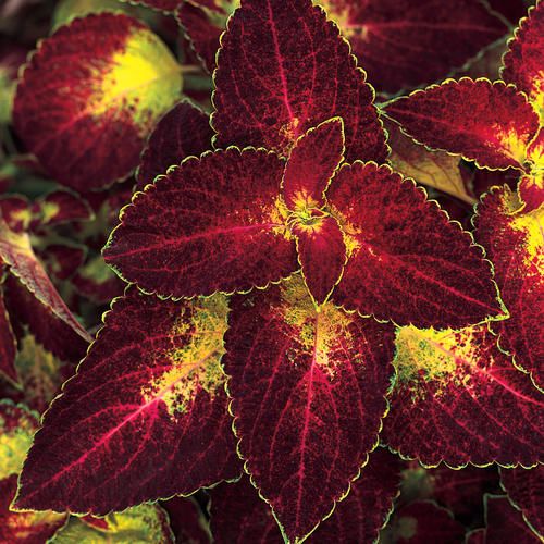 Koleus 'Dipt in Wine' Coleus