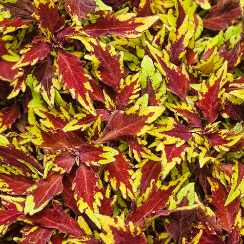 Koleus 'Royale Apple Brandy' Coleus