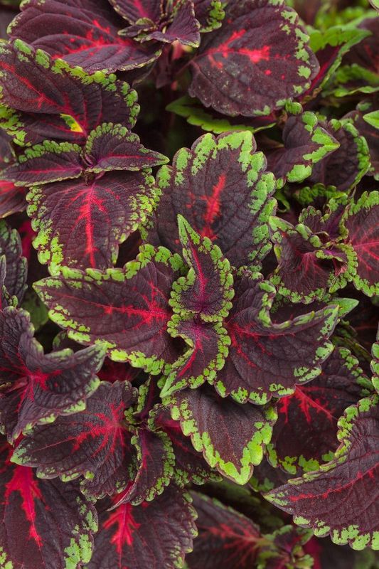 Koleus 'Torchlight' Coleus