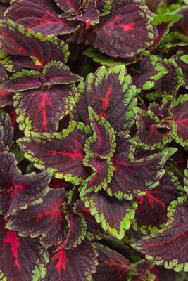 Koleus 'Torchlight' Coleus