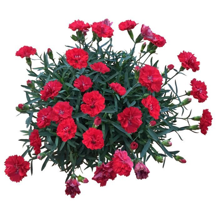 Goździk 'Pinocchio Fuoco' Dianthus hybrida