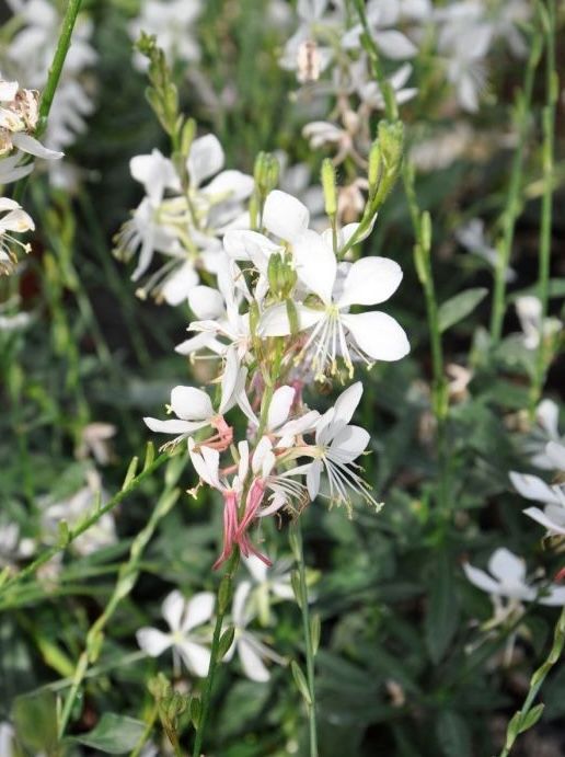Gaura 'Flamingo Snow' Gaura lindheimeri