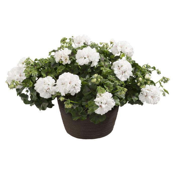 Pelargonia podwójna bluszczolistna zwisająca biała Pelargonium peltatum