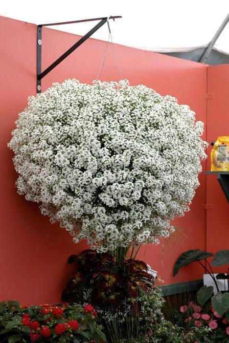 Smagliczka zwisająca 'Snow Princess' Lobularia