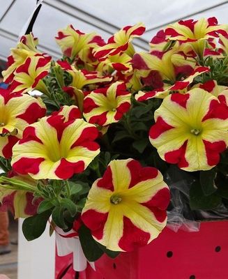 Petunia zwisająca 'Amore™ Queen of Hearts' Petunia hybrida