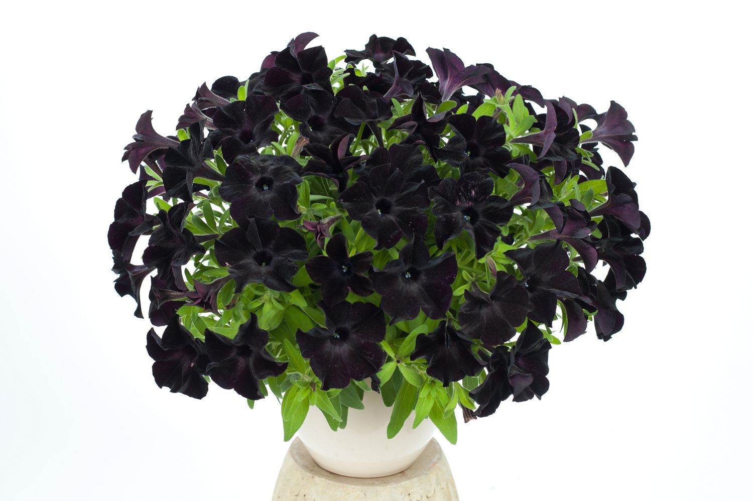 Petunia zwisająca czarna Petunia hybrida