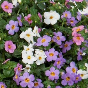 Bacopa zwisająca kolorowa w koszu ample Sutera cordata