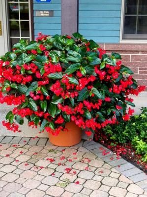 Smocza Begonia dragon Big czerwona zielone liście