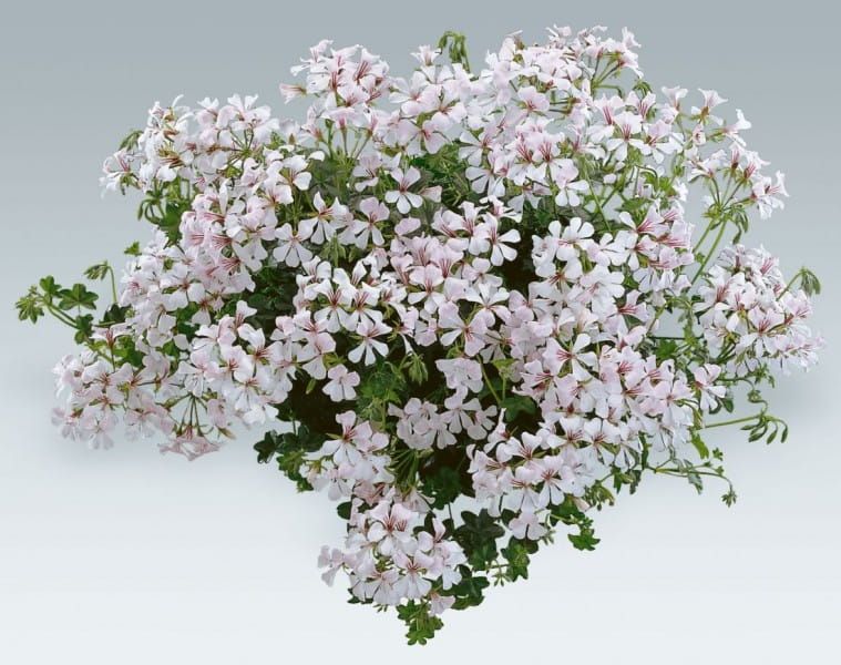 Pelargonia zwisająca biała Pelargonium peltatum