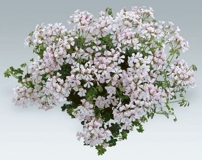 Pelargonia zwisająca biała Pelargonium peltatum