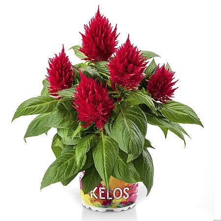 Celozja srebrzysta 'Kelos® Fire Red' Celosia