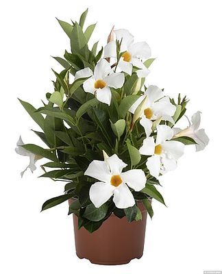 Dipladenia 'Flordenia White' Mandevilla