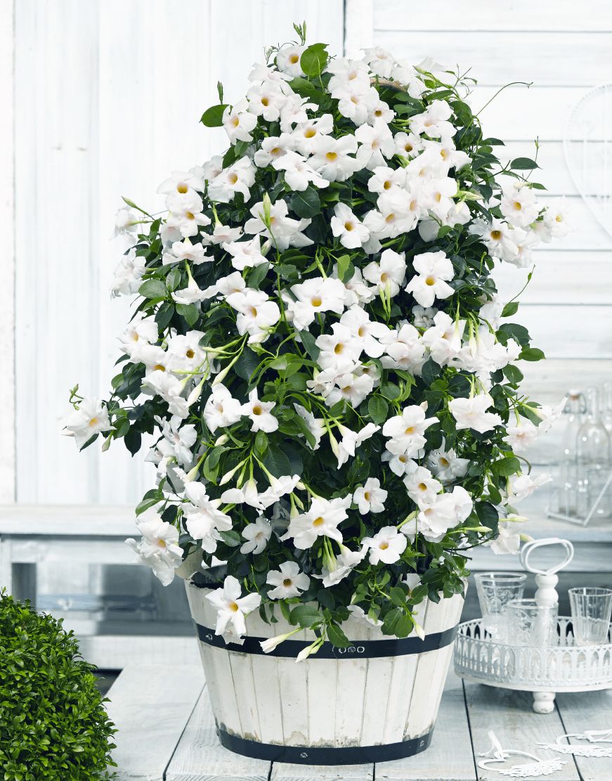 Sundaville® Dipladenia 'Beauty White' Mandevilla