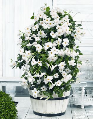 Sundaville® Dipladenia 'Beauty White' Mandevilla