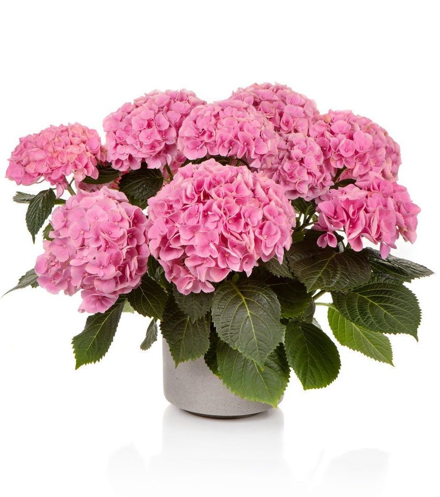 Hortensja ogrodowa 'Hi River Pink' Hydrangea macrophylla