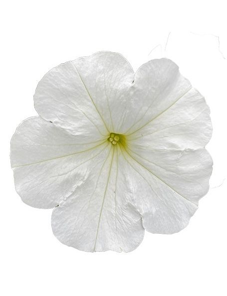 Petunia zwisająca 'TopTunia White' Petunia hybrida