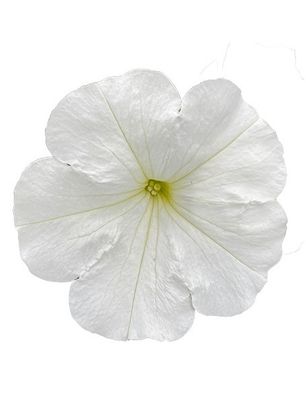 Petunia zwisająca 'TopTunia White' Petunia hybrida