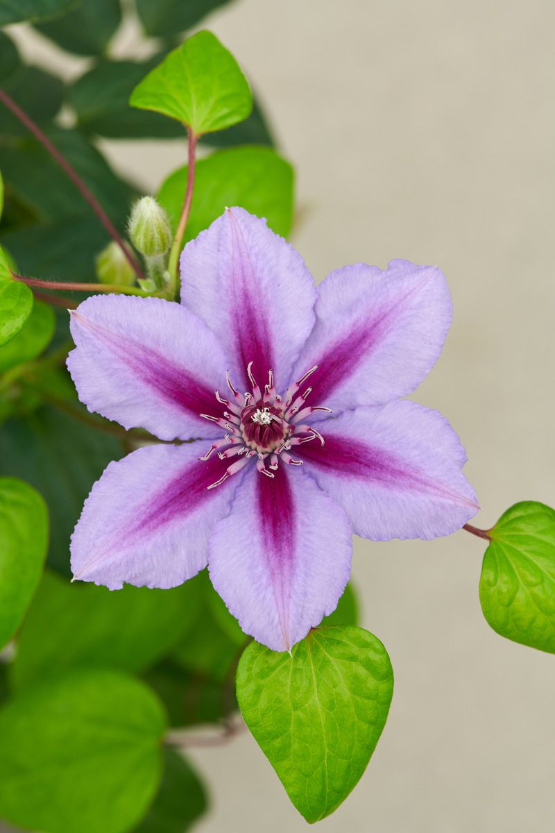 Powojnik 'Boulevard® Triomphe™' Clematis