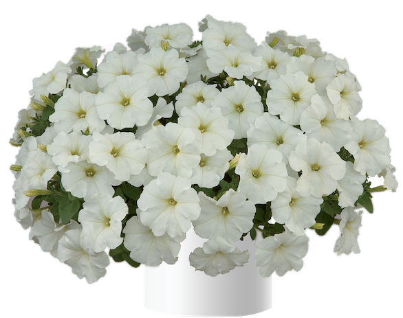 Petunia zwisająca królowa śniegu w koszu ample Petunia hybrida