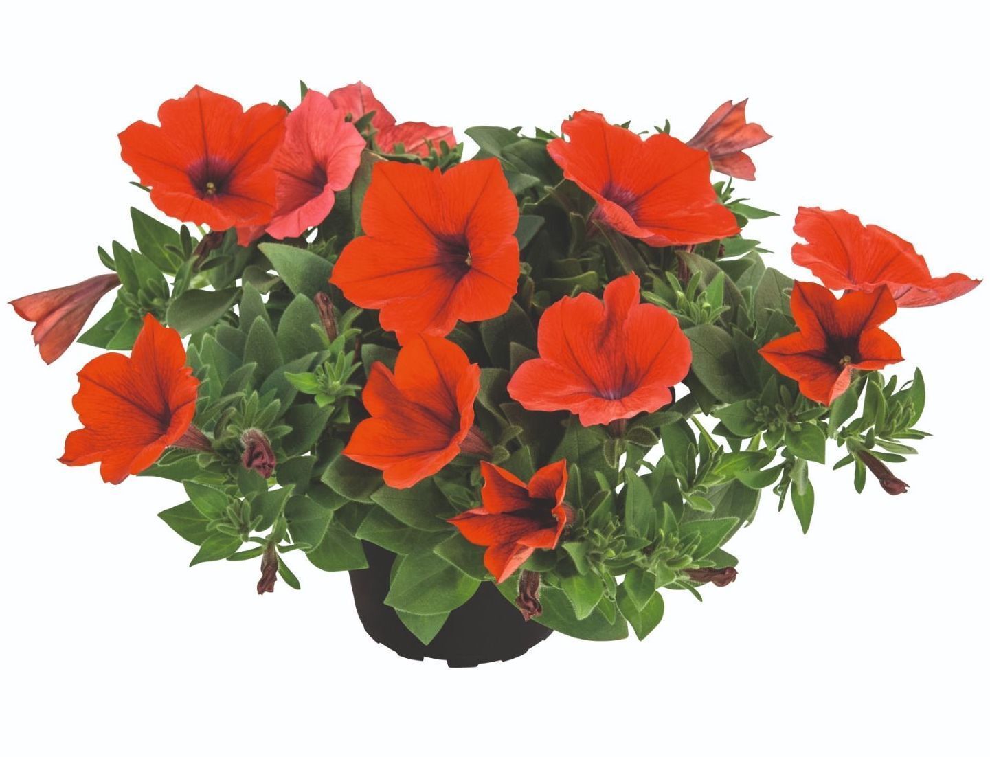 Petunia zwisająca 'Kuyamba Red' w koszu ample Petunia hybrida