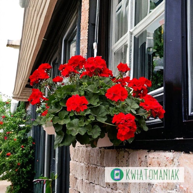Pelargonia hybrydowa 'Champion™ Red Improved'  w koszu ample