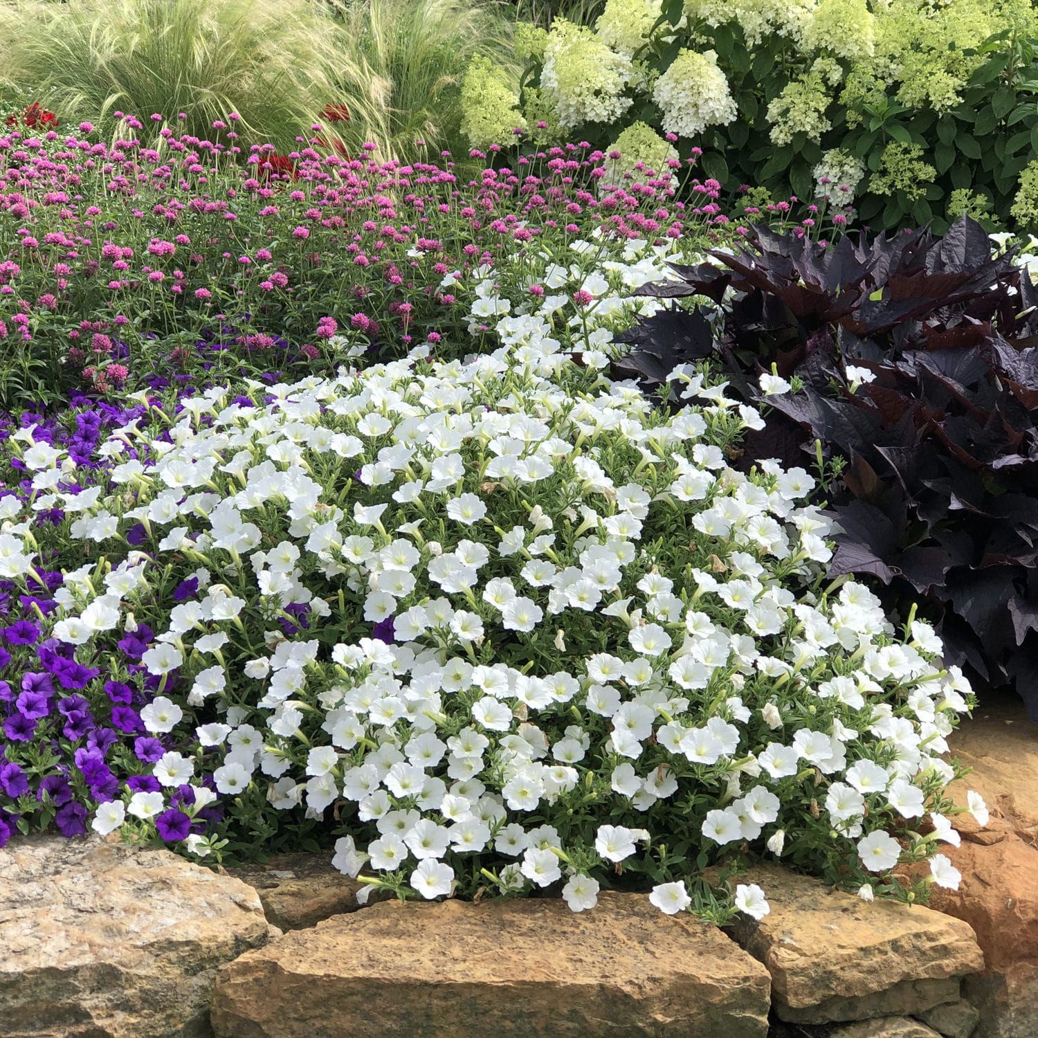 Supertunia 'Vista Snowdrift' w koszu ample Petunia hybrida