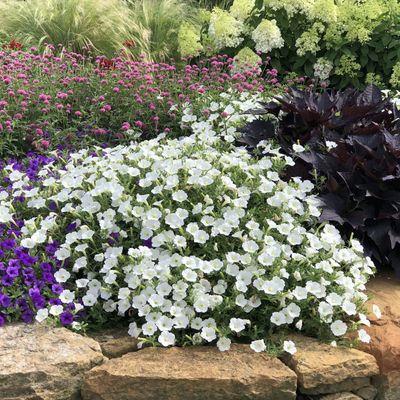 Supertunia 'Vista Snowdrift' w koszu ample Petunia hybrida