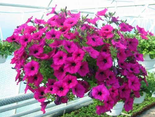 Petunia zwisająca mocny róż w koszu ample Petunia hybrida