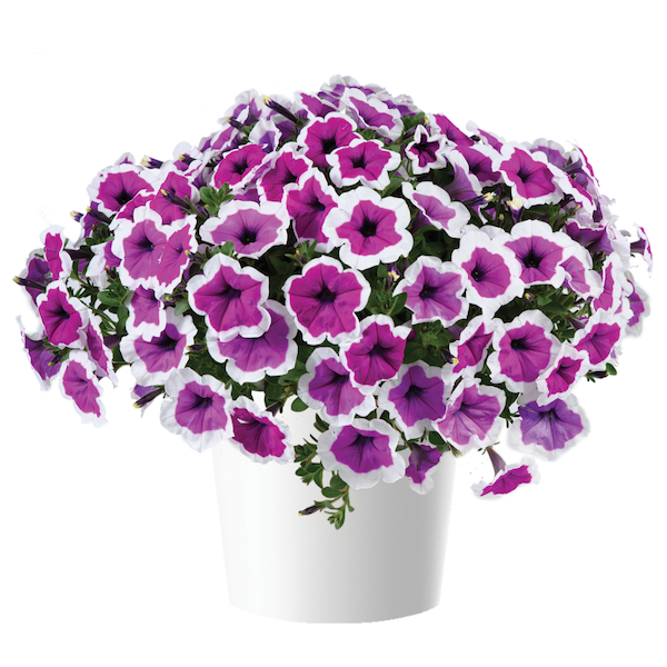 Petunia zwisająca 'Rimarkable' w koszu ample Petunia hybrida