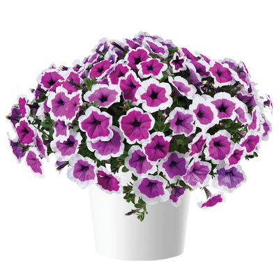 Petunia zwisająca 'Rimarkable' w koszu ample Petunia hybrida