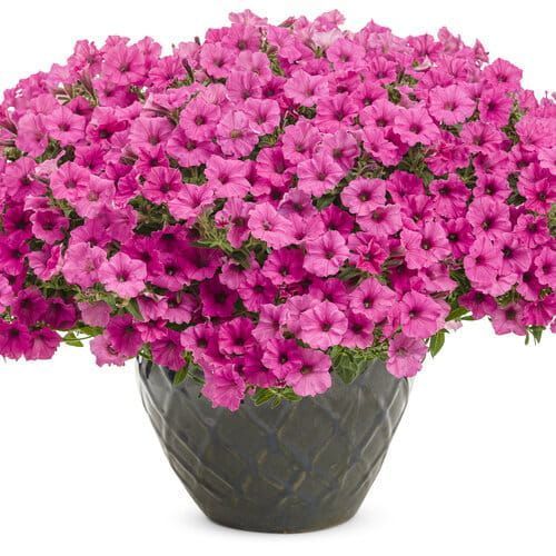 Supertunia 'Mini Vista Hot Pink' w koszu ample Petunia hybrida
