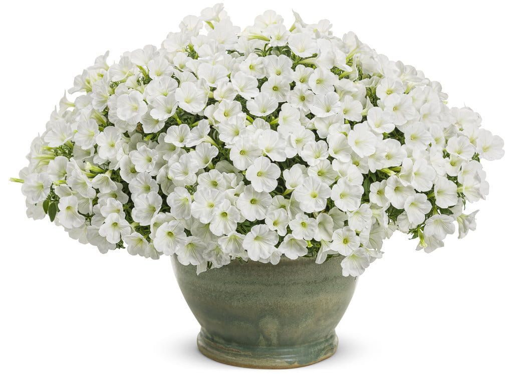Supertunia 'Mini Vista White' w koszu ample Petunia hybrida