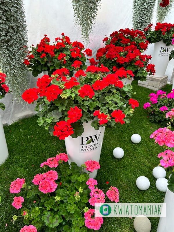 Pelargonia hybrydowa 'Champion™ Fire Red'  w koszu ample