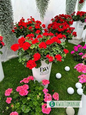 Pelargonia hybrydowa 'Champion™ Fire Red'  w koszu ample