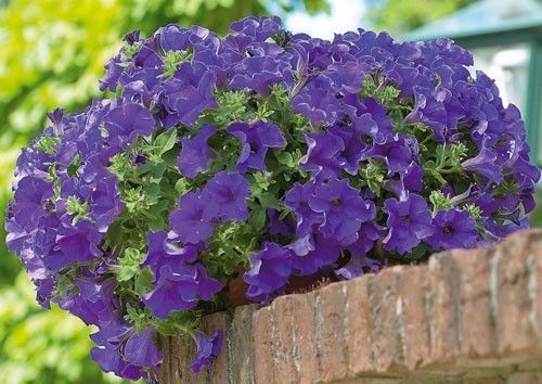 Petunia zwisająca niebieska w koszu ample Petunia hybrida