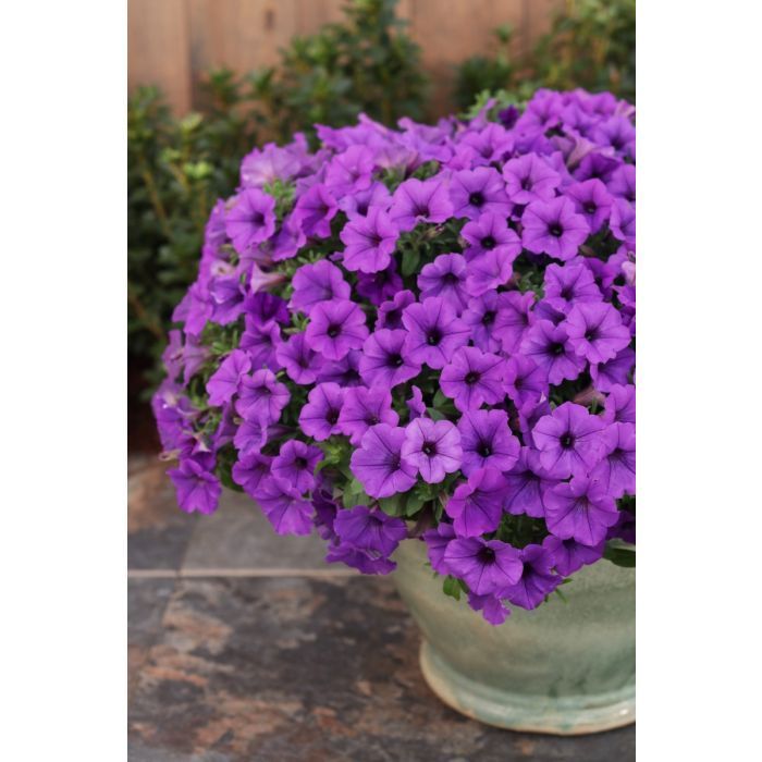 Supertunia 'Mini Vista Blue Violet' w koszu ample Petunia hybrida