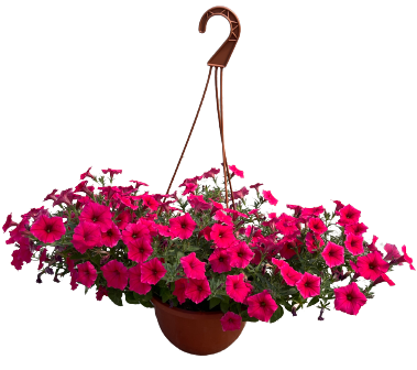 Supertunia 'Vista Paradise' w koszu ample Petunia hybrida