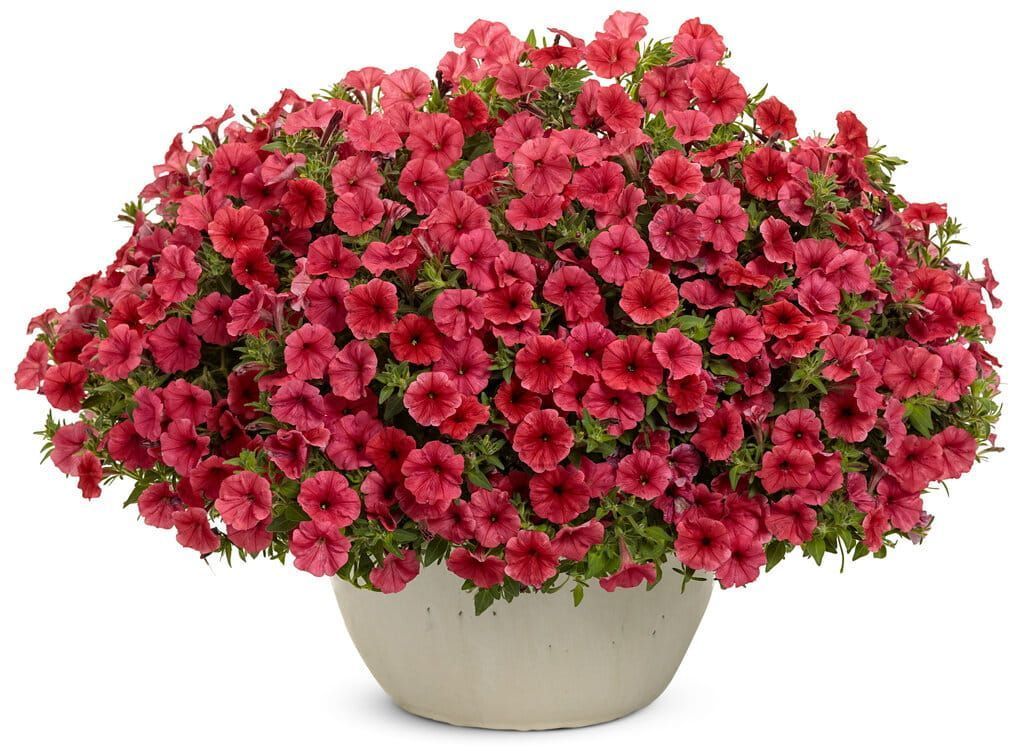 Supertunia 'Mini Vista Coral' w koszu ample Petunia hybrida