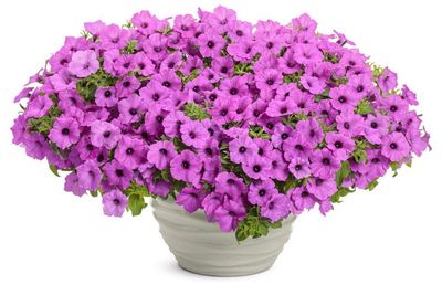 Supertunia 'Vista Jazzberry' w koszu ample Petunia hybrida