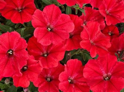 Supertunia 'Vista Strawberry' w koszu ample Petunia hybrida